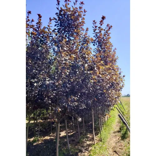 Черемуха виргинская Шуберт, 2.5-3 метра