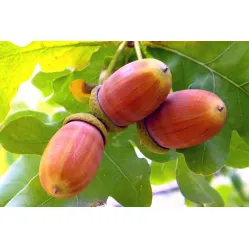 Дуб черешчатый, 10/12 см.