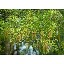 Дуб иволистный, 20/25 см.