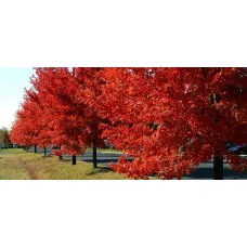 Дуб красный