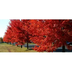 Дуб красный