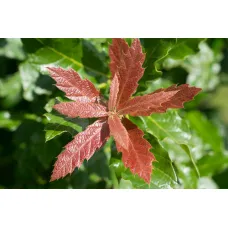 Дуб мушмулолистный Мая, 18/20 см.