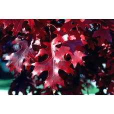 Дуб шарлаховый Спленданс, 6/8 см.