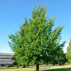 Гинкго билоба, 80-100 см.