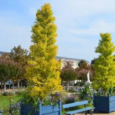 Гинкго билоба Менгир, 30-40 см.