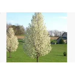 Груша каллериана Редспайер, 3 метра