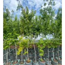 Клен татарский Гиннала (приречный), 3-3.5 метра