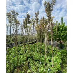 Клен остролистный Глобозум, 2-2.2 метра