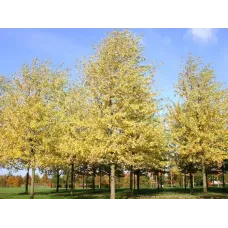 Клен сахаристый (серебристый) Лациниатум Виери, 3-3.5 метра