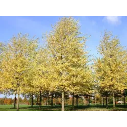 Клен сахаристый (серебристый) Лациниатум Виери, 3-3.5 метра