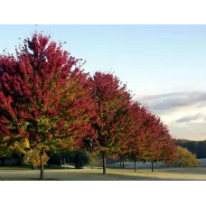 Клен Фримана Отом Блейз, 1.5-2 метра