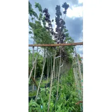 Клен остролистный Роял Ред, 2.5-3 метра