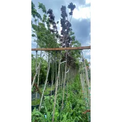 Клен остролистный Роял Ред, 2.5-3 метра