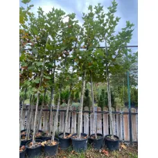 Платан кленолистный Бладгуд, 4.5-5 метра