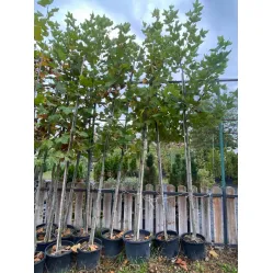 Платан кленолистный Бладгуд, 4.5-5 метра