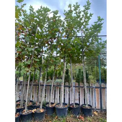 Платан кленолистный Бладгуд, 4.5-5 метра