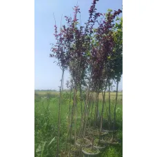 Слива растопыренная Писсарди, 2.5-3 метра