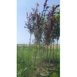 Слива растопыренная Писсарди, 2.5-3 метра