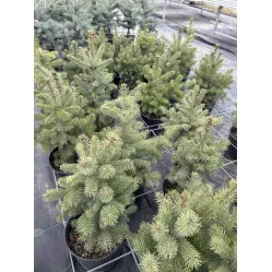 Ель колючая Глаука Маджестик Блю, 1 метр Ель колючая Глаука Маджестик Блю, 1 метр