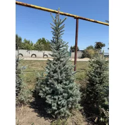 Ель колючая (голубая) Глаука, 1.2-1.4 метра Ель колючая (голубая) Глаука, 1.2-1.4 метра