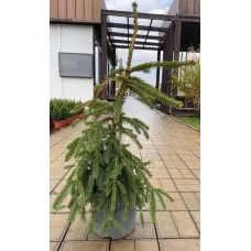 Ель обыкновенная Инверса, 60-70 см. Ель обыкновенная Инверса, 60-70 см.