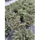 Ель сербская Карел, 20-30 см.