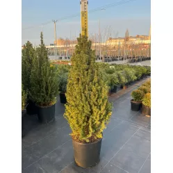 Ель канадская Коника, 80-100 см. Ель канадская Коника, 80-100 см.