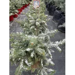 Ель колючая Супер Блю, 60-80 см.