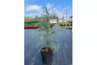 Кедр гималайский Глаука, 50-60 см. Кедр гималайский Глаука, 50-60 см.