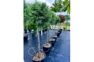 Кипарис аризонский Фастигиата на штамбе, 1 метр Кипарис аризонский Фастигиата на штамбе, 1 метр