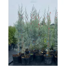 Кипарис аризонский, 1-1.2 метра