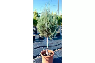 Кипарис аризонский на штамбе, 50 см. Кипарис аризонский на штамбе, 50 см.