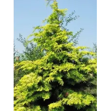 Кипарисовик нутканский Ауреа, 20-30 см.