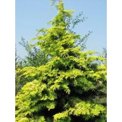 Кипарисовик нутканский Ауреа, 20-30 см.