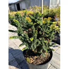 Кипарисовик туполистный Чиримен, 30-40 см.