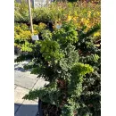 Кипарисовик туполистный Чиримен, 30-40 см.