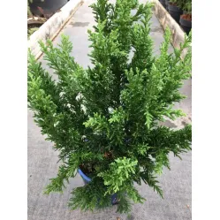 Кипарисовик туполистный Драхт, 30-40 см.