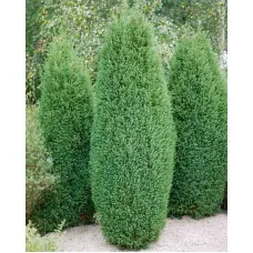 Кипарисовик Лавсона Элвуди, 20-30 см.