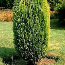 Кипарисовик Лавсона Эректа Ауреа, 20-30 см.