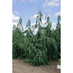 Кипарисовик нутканский Глаука, 20-30 см.