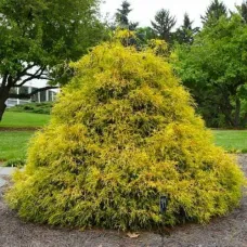 Кипарисовик горохоплодный Голден Моп, 30- 40 см.