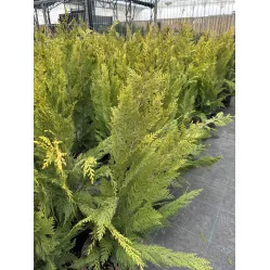 Кипарисовик Лавсона Ивонн, 80-100 см.