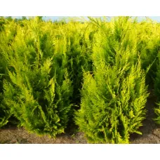 Кипарисовик Лавсона Ивонне, 1.2-1.4 метра