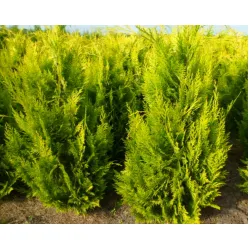 Кипарисовик Лавсона Ивонне, 1.2-1.4 метра