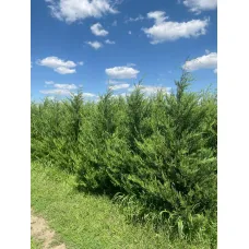 Купрессоципарис Лейланда Кастлевеллан Голд, 1.8-2.0 метра