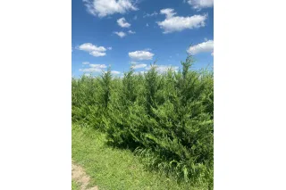 Купрессоципарис Лейланда Кастлевеллан Голд, 1.8-2.0 метра