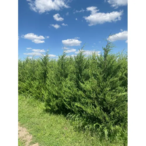 Купрессоципарис Лейланда Кастлевеллан Голд, 1.8-2.0 метра