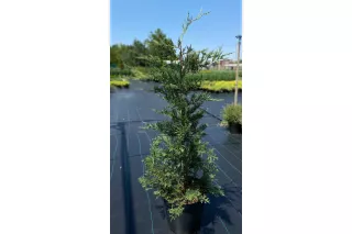 Купрессоципарис Лейланда, 1-1.2 метра