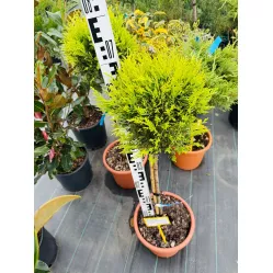 Купрессоципарис Лейланда Голд Райдер на штамбе, 60 см.