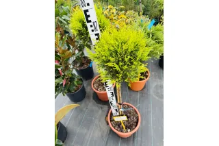 Купрессоципарис Лейланда Голд Райдер на штамбе, 60 см.